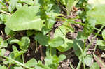 Thymeleaf speedwell